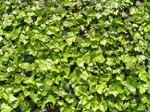 Texture JPEG ground cover ivy