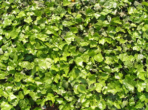 Ground cover