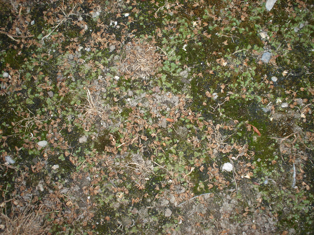 grounded mossy key