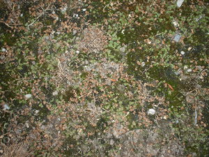 Texture_MossyEarth_001.JPG