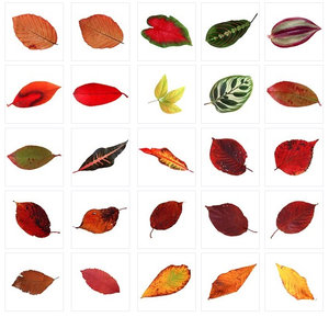 Leaf_Textures_25