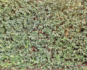 WallLeaf02.JPG