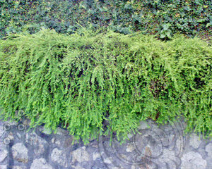WallLeaf05.JPG