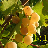grape