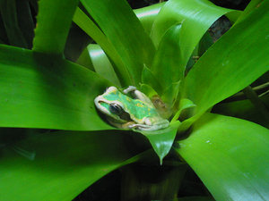 green_frog_photo_01.jpg
