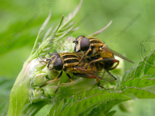 Stock JPEG fly insects flies