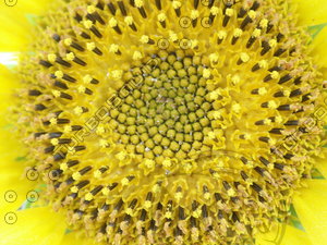 sunflower.jpg