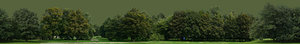 Treeline1