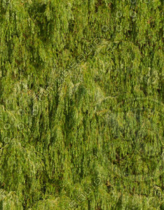 weeping_willow.jpg