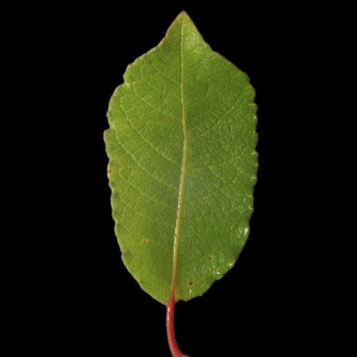 Texture JPEG willow leaf leaves