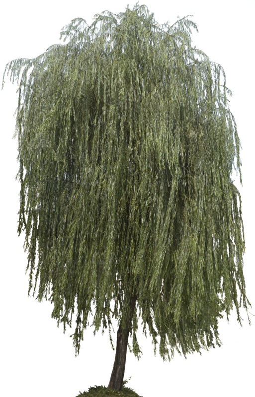 Texture JPEG Weeping Willow tree