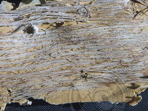 Bark,Birch_0436.png
