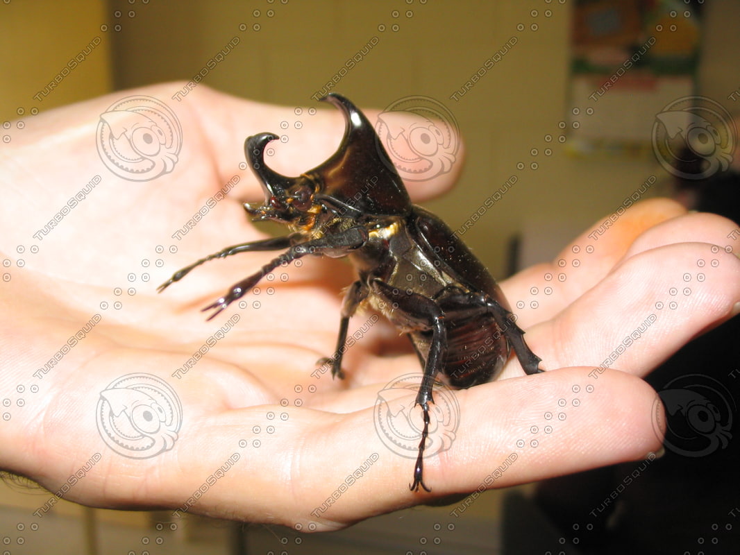 Bitel Insect Stock JPEG beetle insect bug