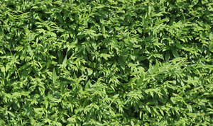 Free Bush Leaves