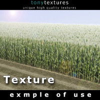 Cornfield Texture - High Resolution