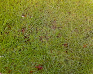 Grass Textures