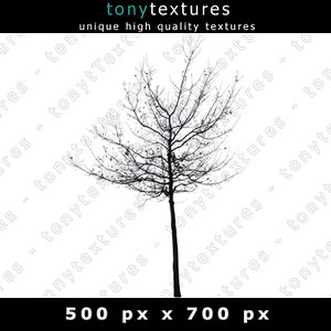 Tree Silhouette 007 - free Version