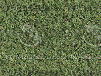 Boxwood hedge texture - tileable