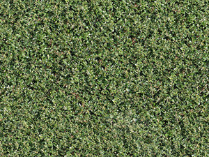 Boxwood hedge texture - tileable