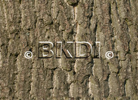 bark_oak_01.psd