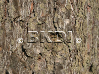 bark_pine_01.psd