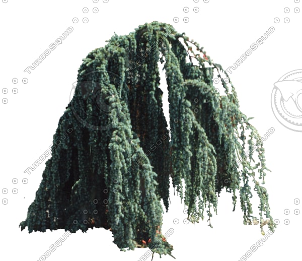 Texture Photoshop Cedar Plants Tree
