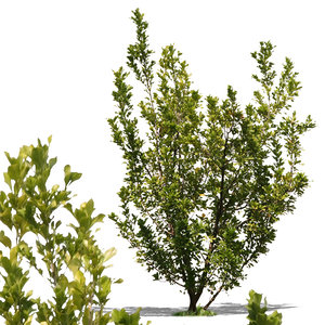 bush13