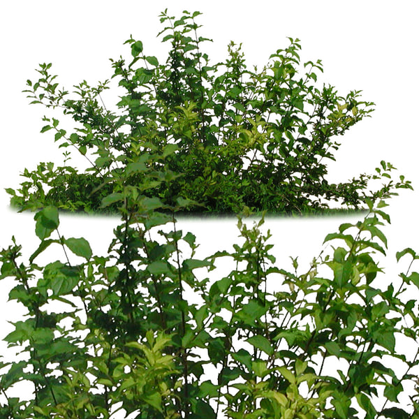 Texture JPEG shrubbery bush bushes
