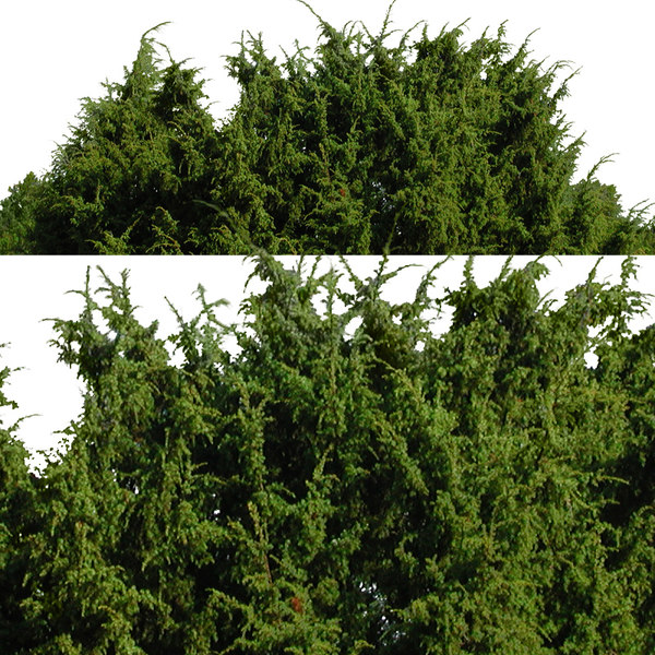 Texture JPEG shrubbery bush bushes