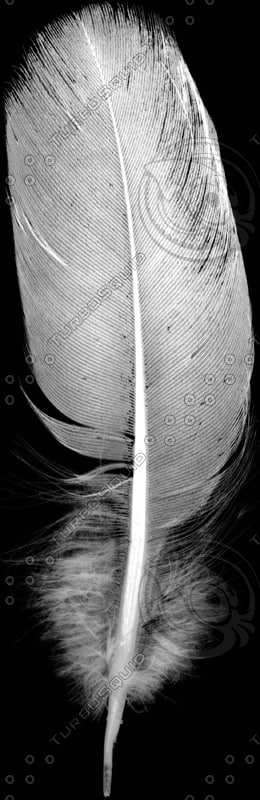 Texture JPEG Feather bird wing