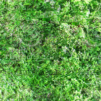 grass2.jpg