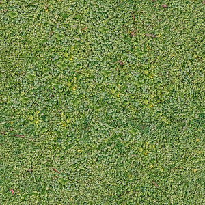 grass2.jpg
