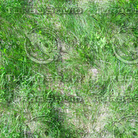 grass3.jpg