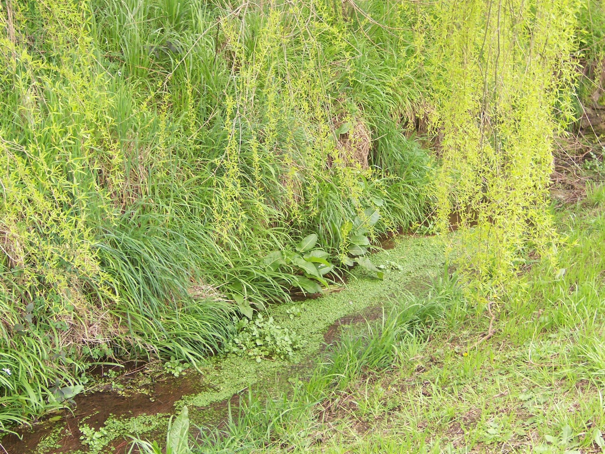 Stock JPEG river green water