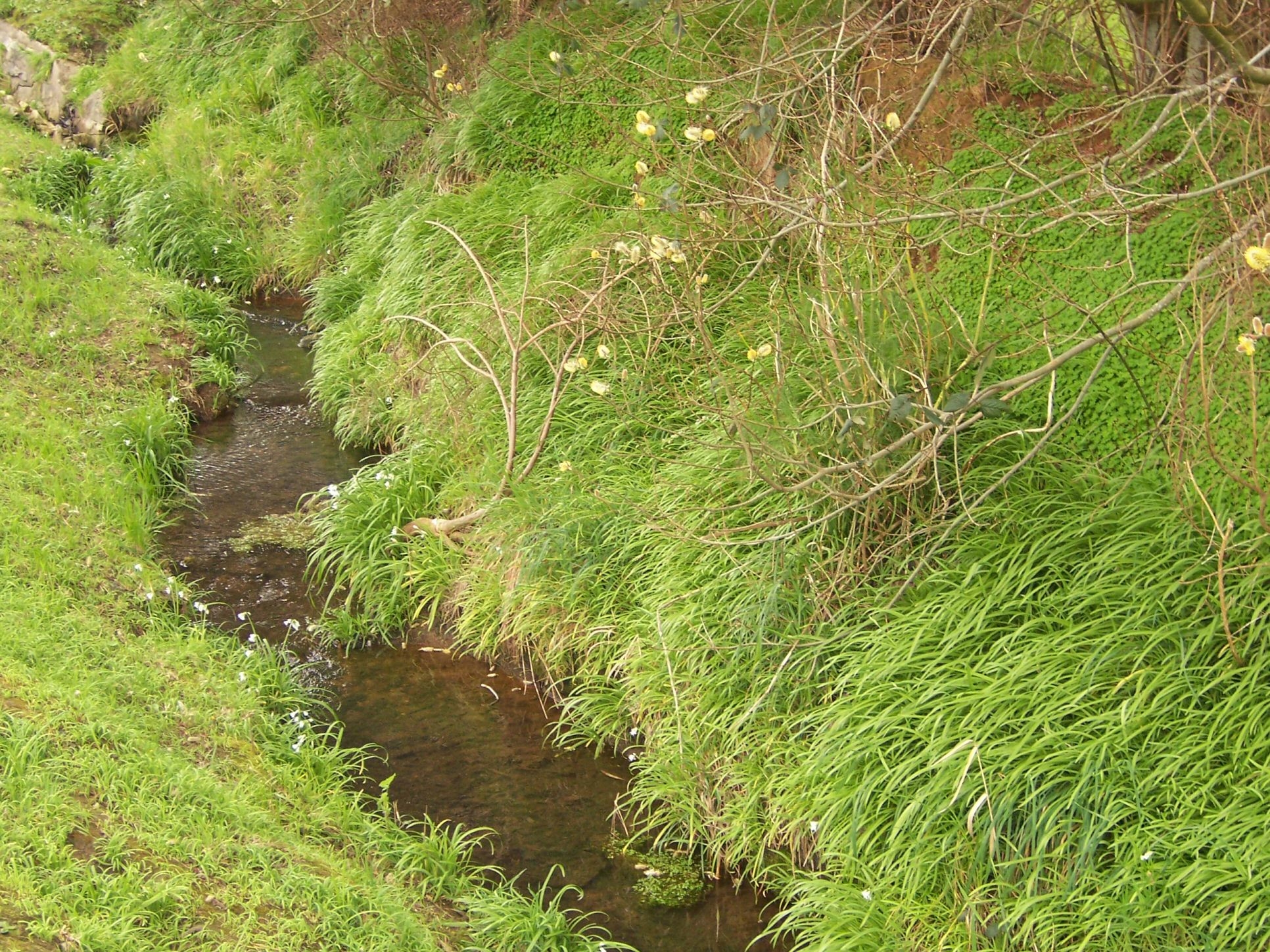 Stock JPEG river green water