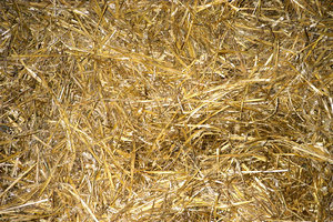 hay.jpg