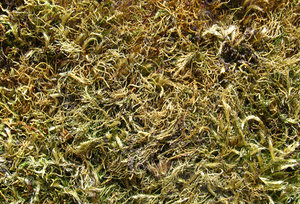 grass