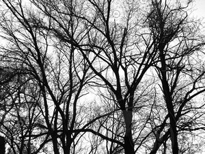Tree 4 Shadow map