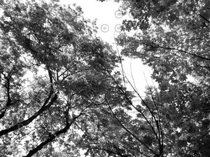 Tree 6 Shadow map