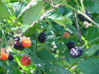 Blackberry.JPG