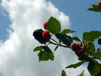 Cloudberries.JPG