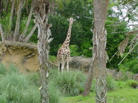 Giraffe.JPG