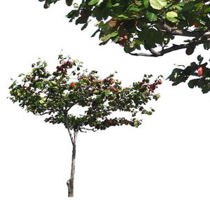 Terminalia-Catappa.png