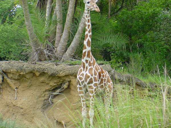  https://static.turbosquid.com/Preview/2014/08/01__16_02_20/Longneck.JPGe6e0b260-53e9-4071-a2fd-2069df383a2dLarger.jpg