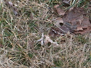 PICT0890.JPG