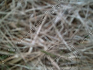 PICT0898.JPG