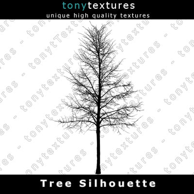 Texture PNG tree high trees
