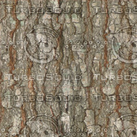 Tree_Bark.jpg