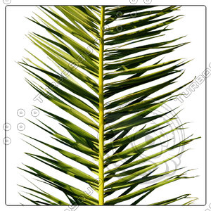 COCOS PALM LEAF 03