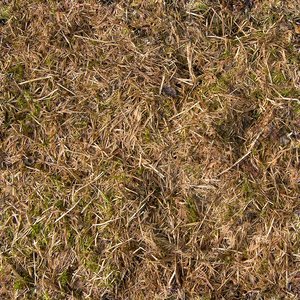 compost
